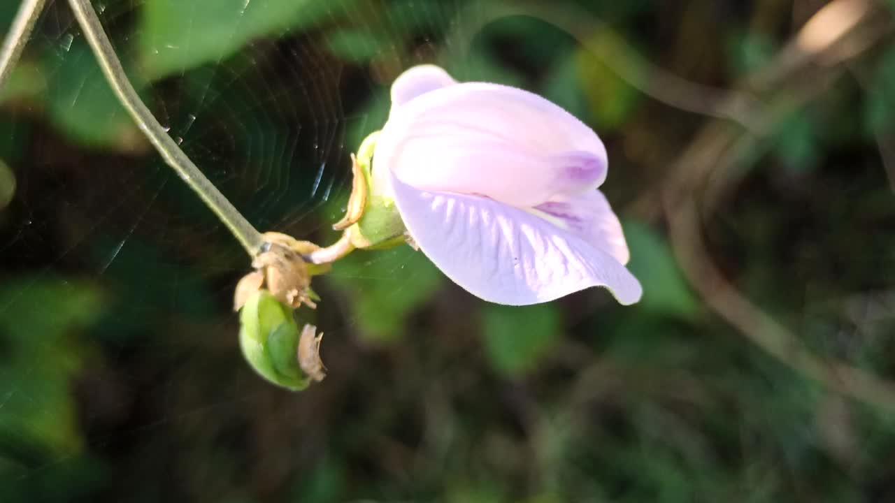 蝴蝶豌豆花视频素材