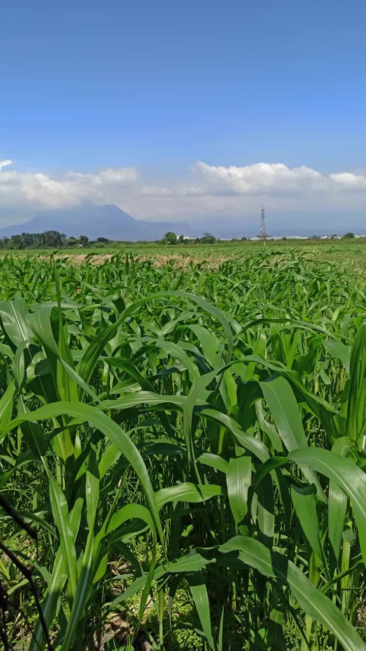 绿色饲料农业:玉米植物叶片视频素材