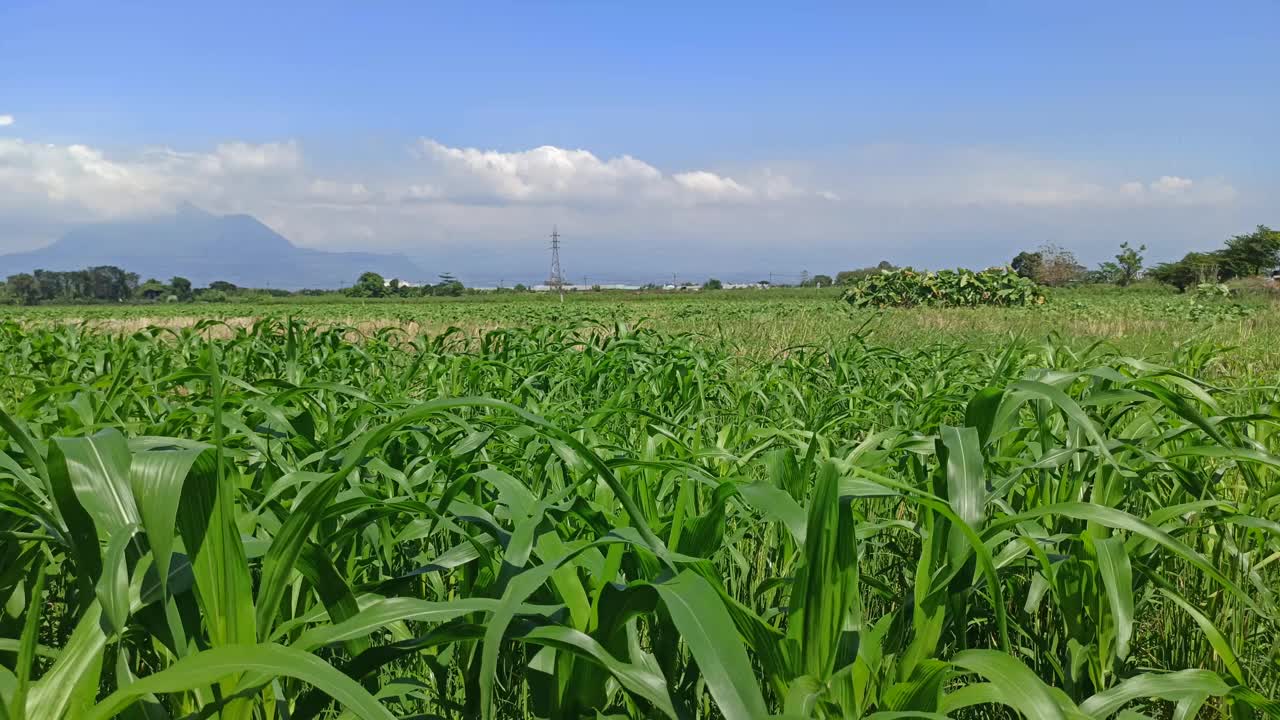 绿色饲料农业:玉米植物叶片视频素材