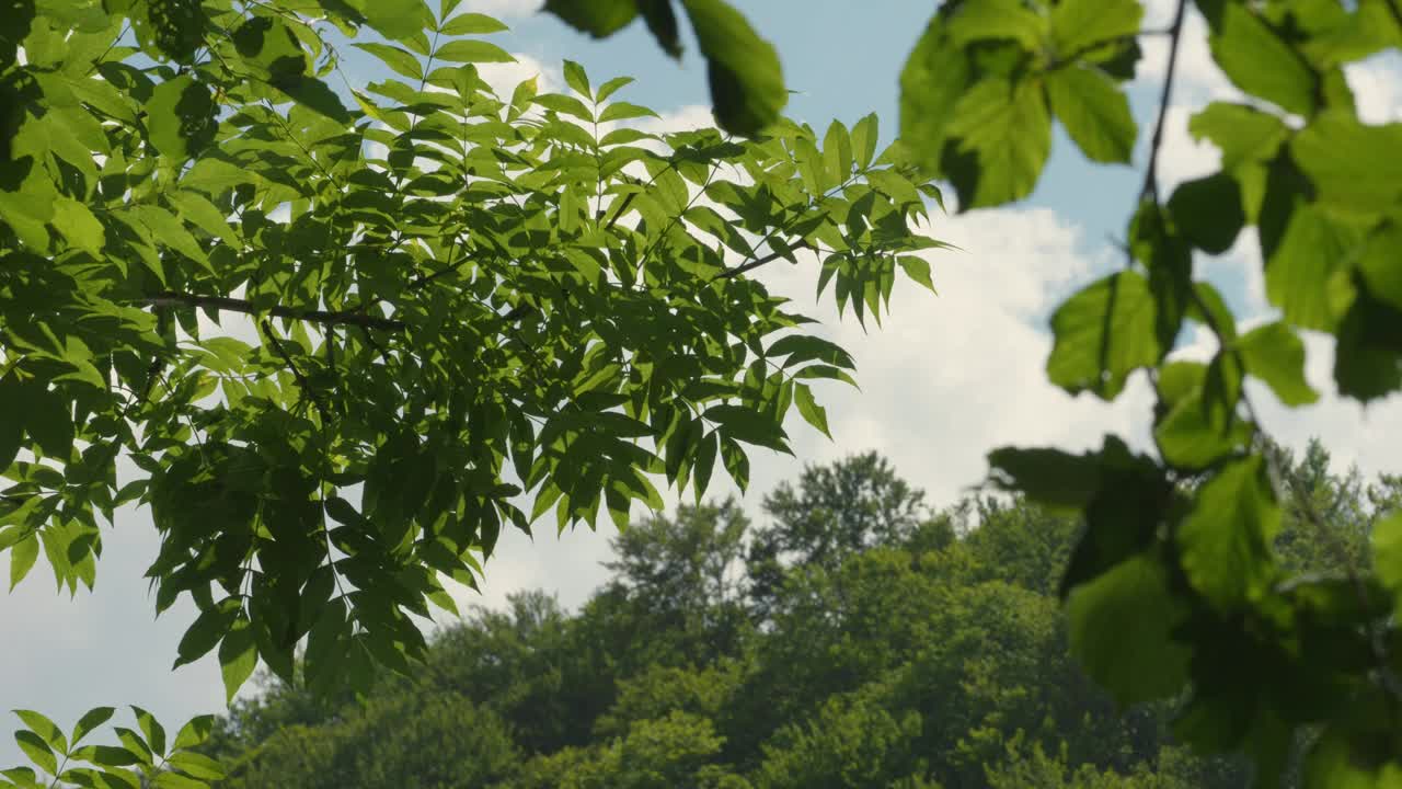 在克罗地亚的库帕河上，树枝在风和阳光下慢慢摇曳，河水反射着绿叶视频下载