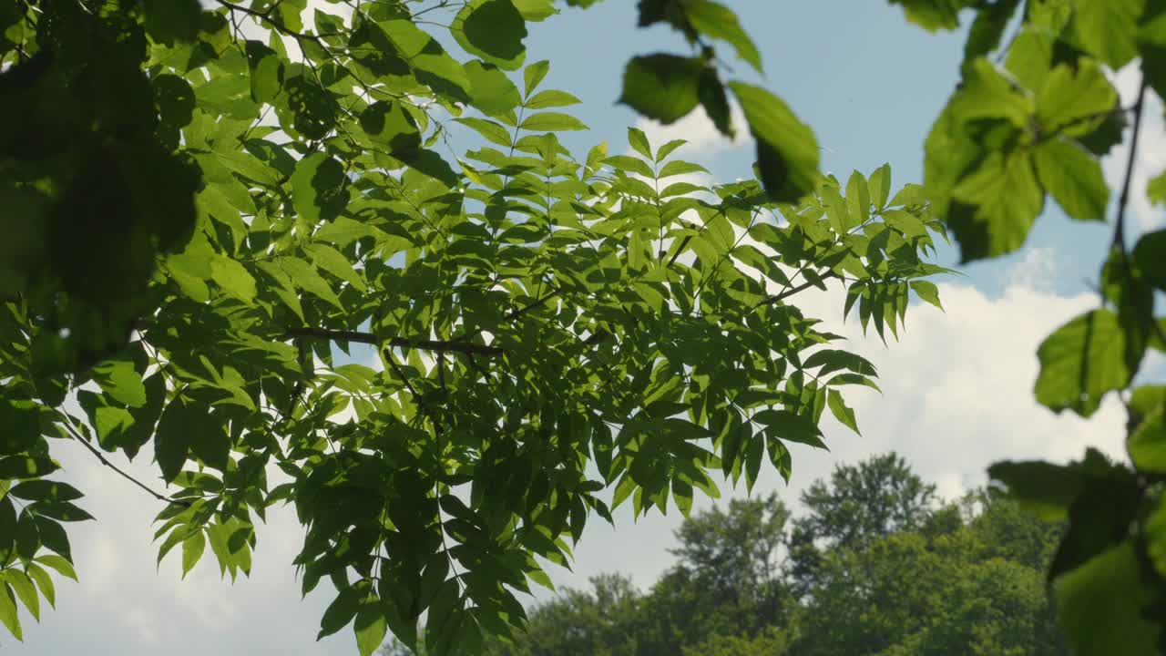 在克罗地亚的库帕河上，树枝在风和阳光下慢慢摇曳，河水反射着绿叶视频下载