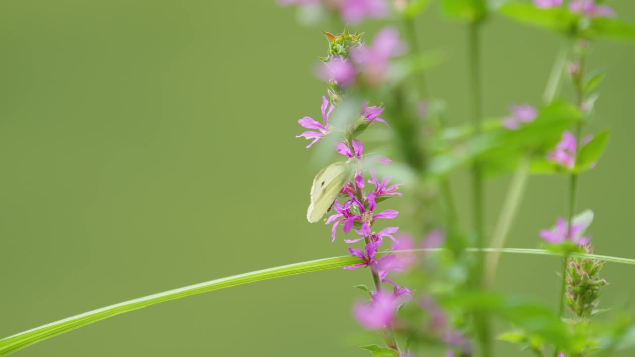 一只小白蝴蝶或卷心菜白蝴蝶(Pieris rapae)从一朵花中采集甘露的特写慢动作镜头视频下载