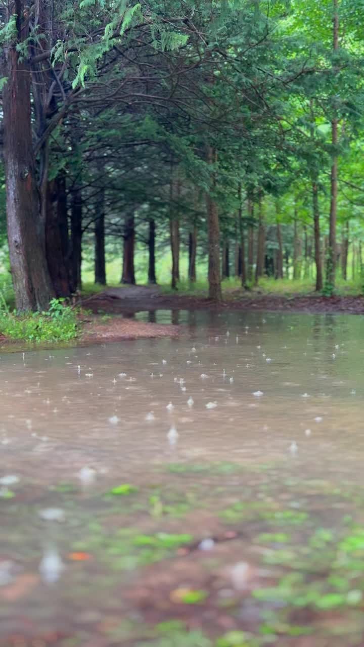 江原道，原州，树木，雨落在森林里/韩国视频素材