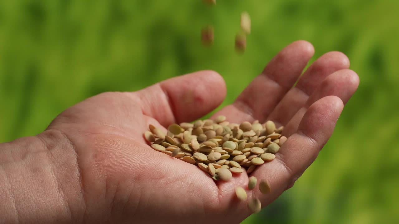 落在人手掌上的扁豆粒视频下载