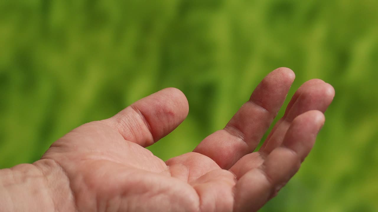 落在人手掌上的花生粒视频素材