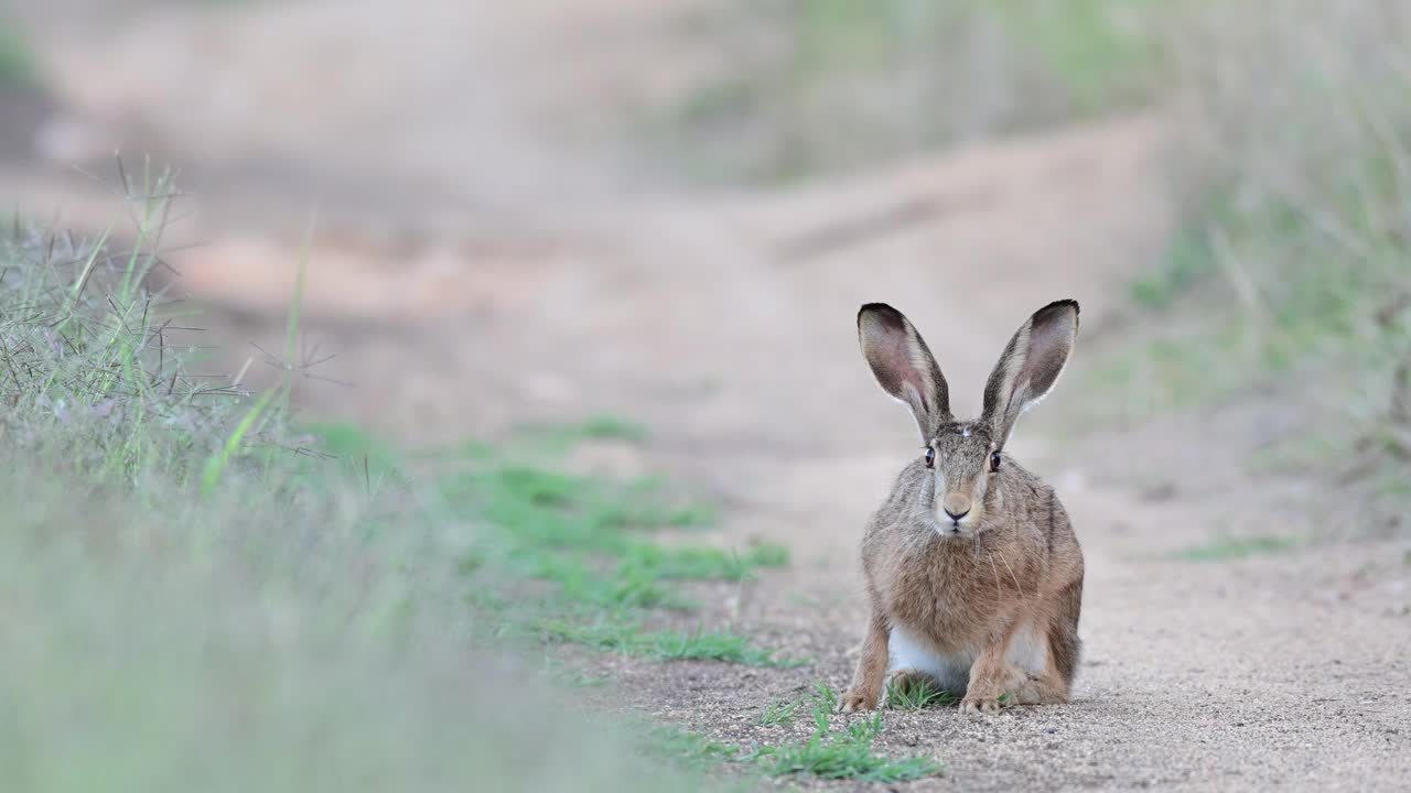 欧洲野兔(Lepus europaeus)，也被称为棕色野兔，正站在一条乡间小路上视频素材