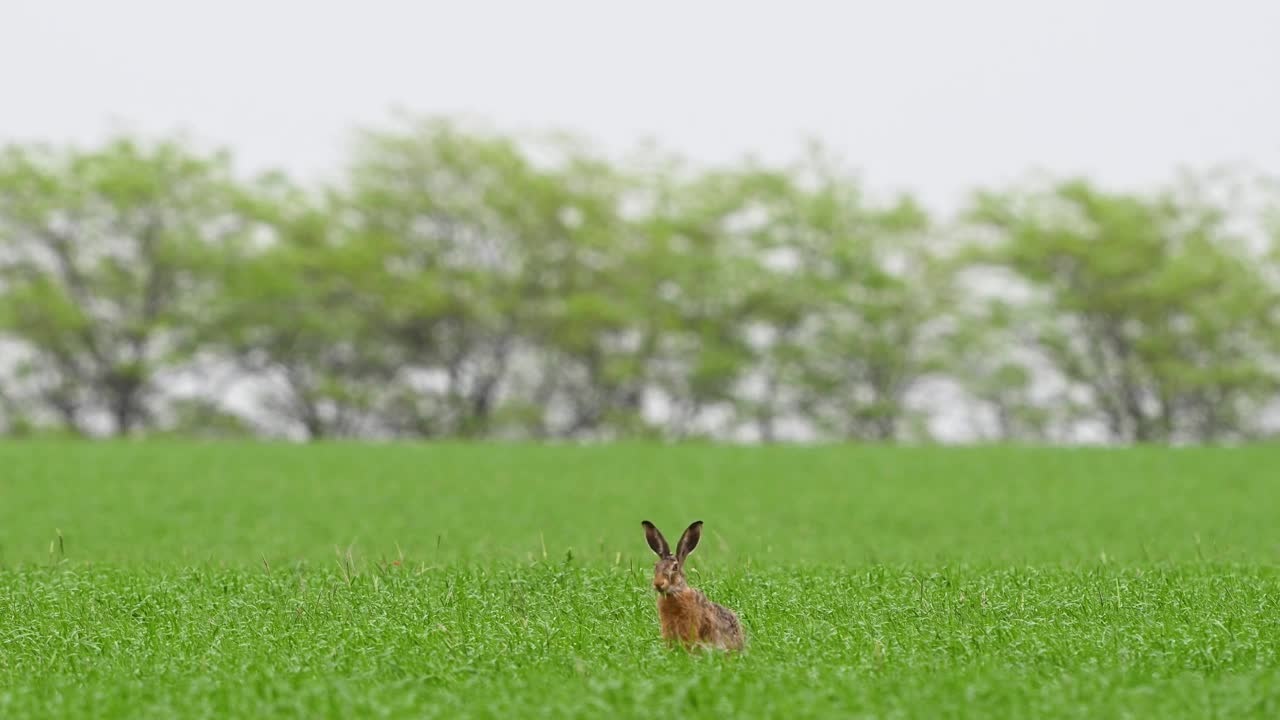 欧洲野兔，也被称为褐兔视频素材