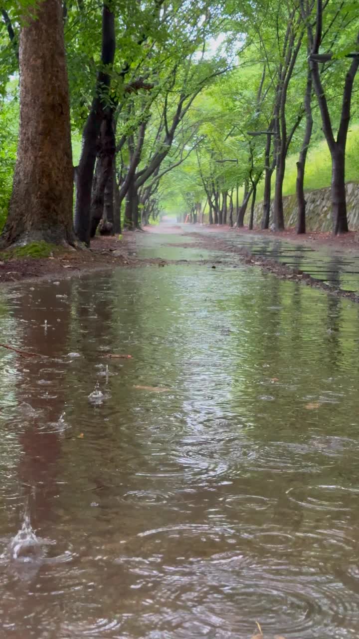 江原道，原州，树，雨在散步/韩国视频素材