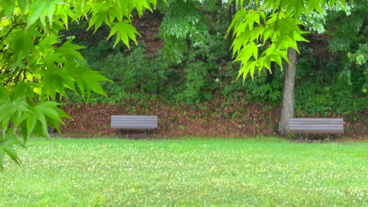 江原道，原州，树，雨落在草坪上/韩国视频素材