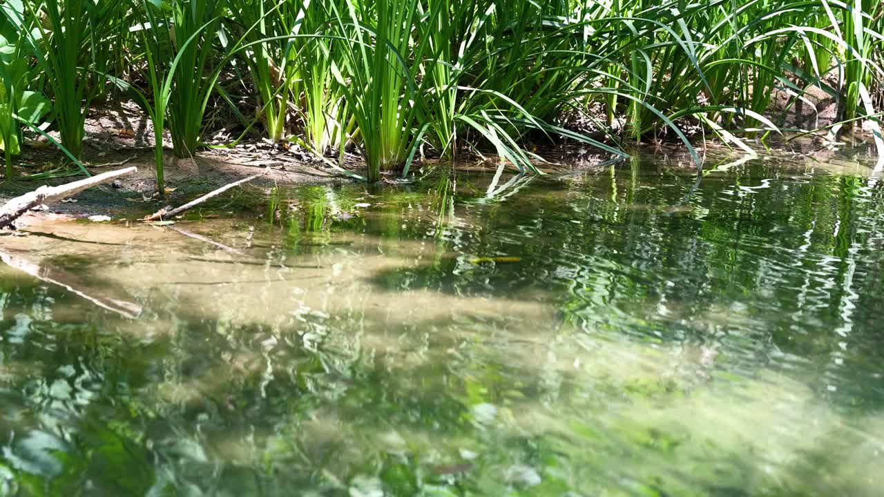 大自然中美丽的河流视频素材