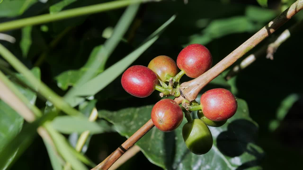 咖啡浆果在植物上的镜头，特写视频下载