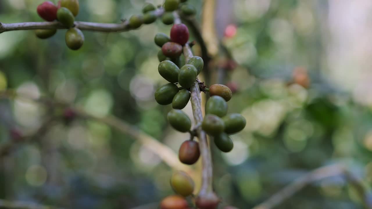 咖啡浆果在植物上的镜头，特写视频下载