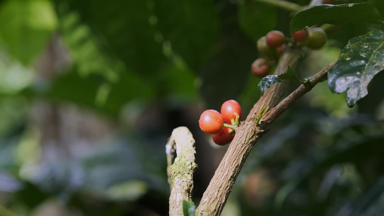 咖啡浆果在植物上的镜头，特写视频下载