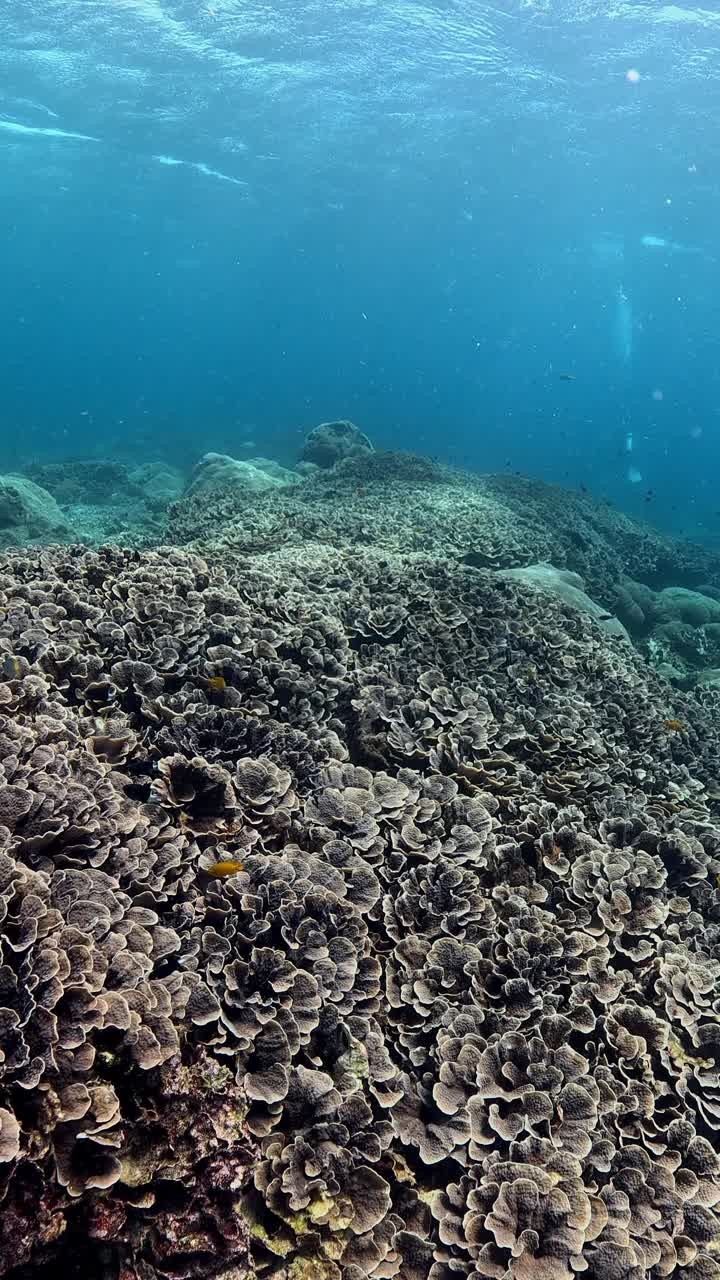 印度尼西亚的海洋生物视频素材