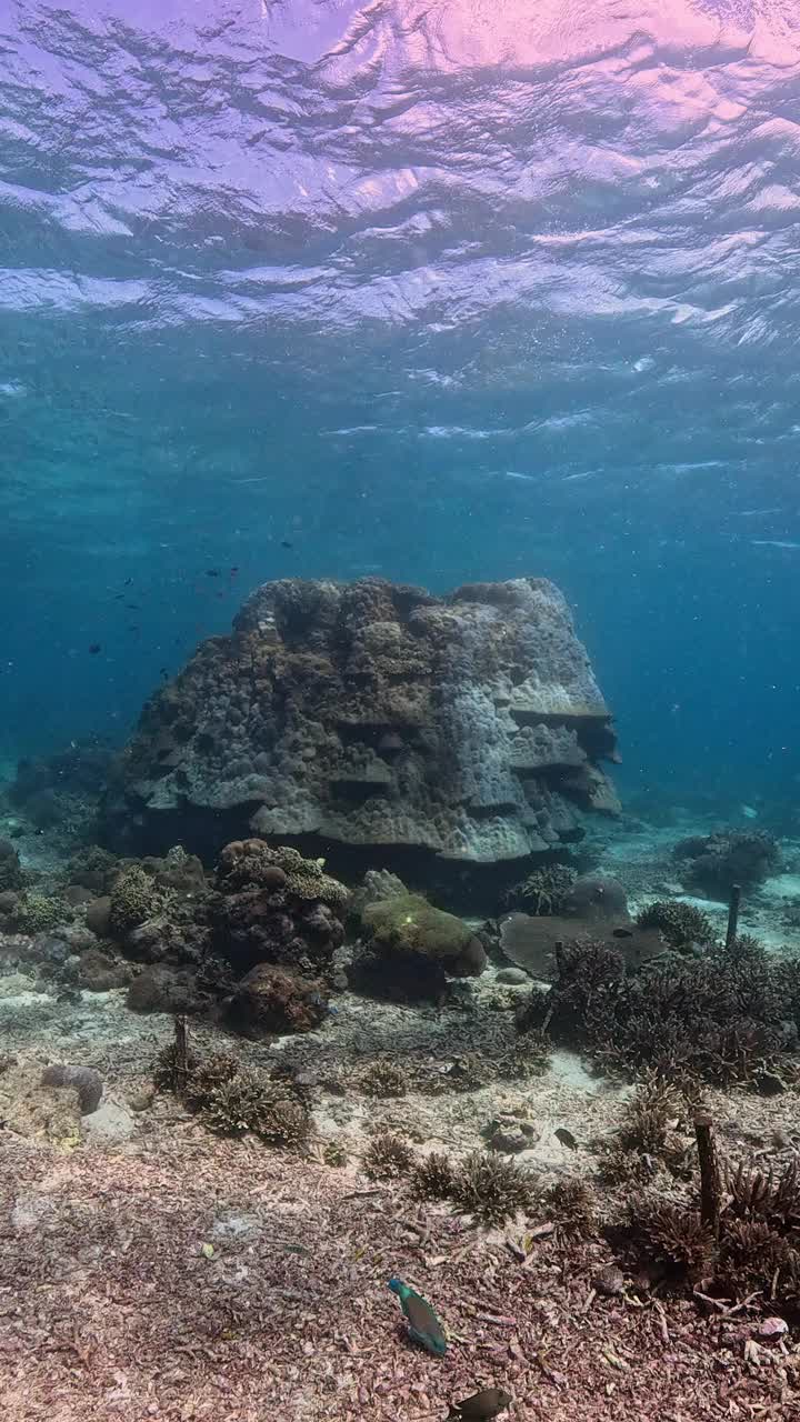 印度尼西亚的海洋生物视频素材