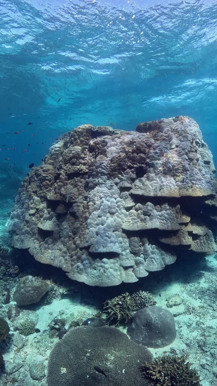 印度尼西亚的海洋生物视频素材