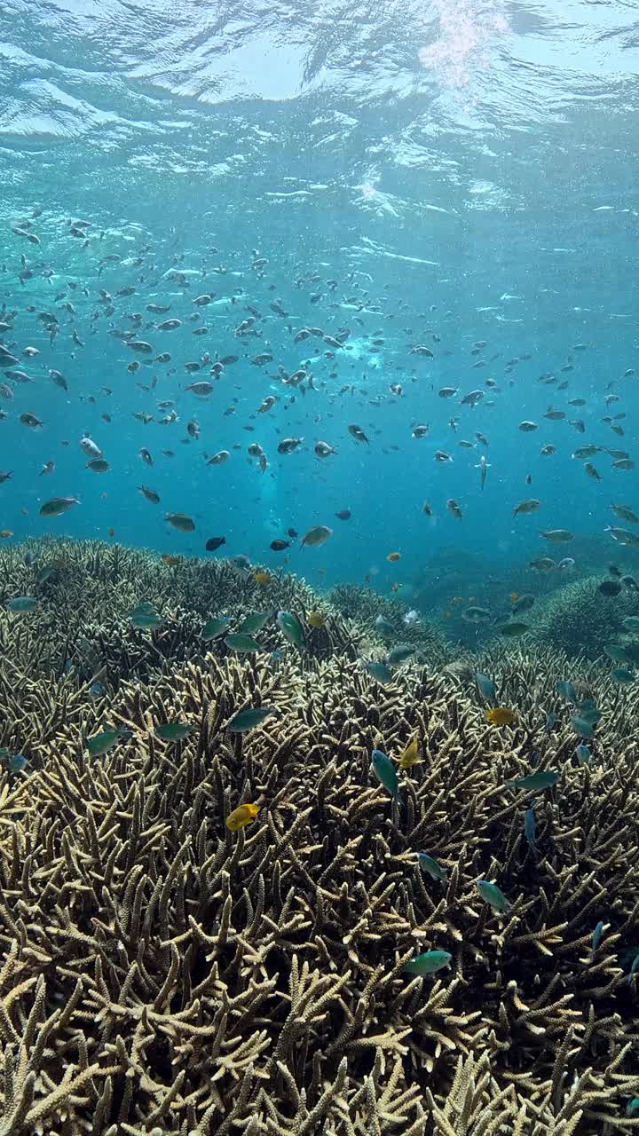 印度尼西亚的海洋生物视频素材