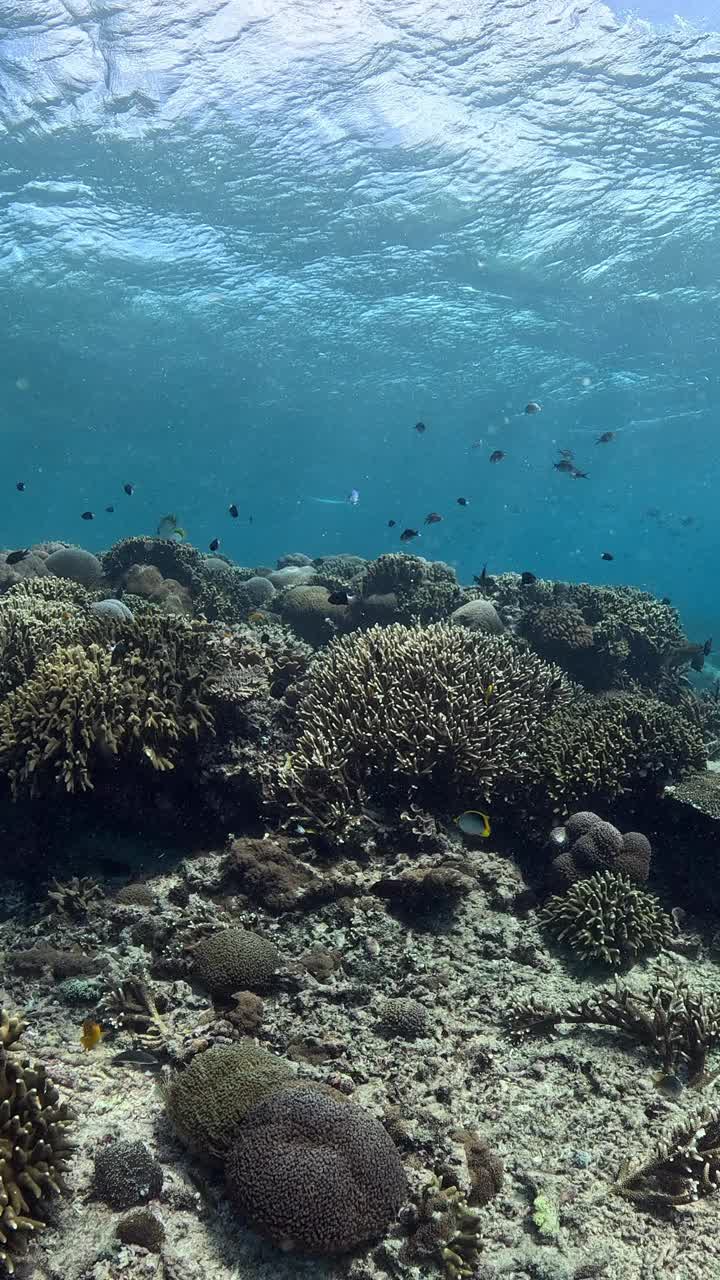 印度尼西亚的海洋生物视频素材