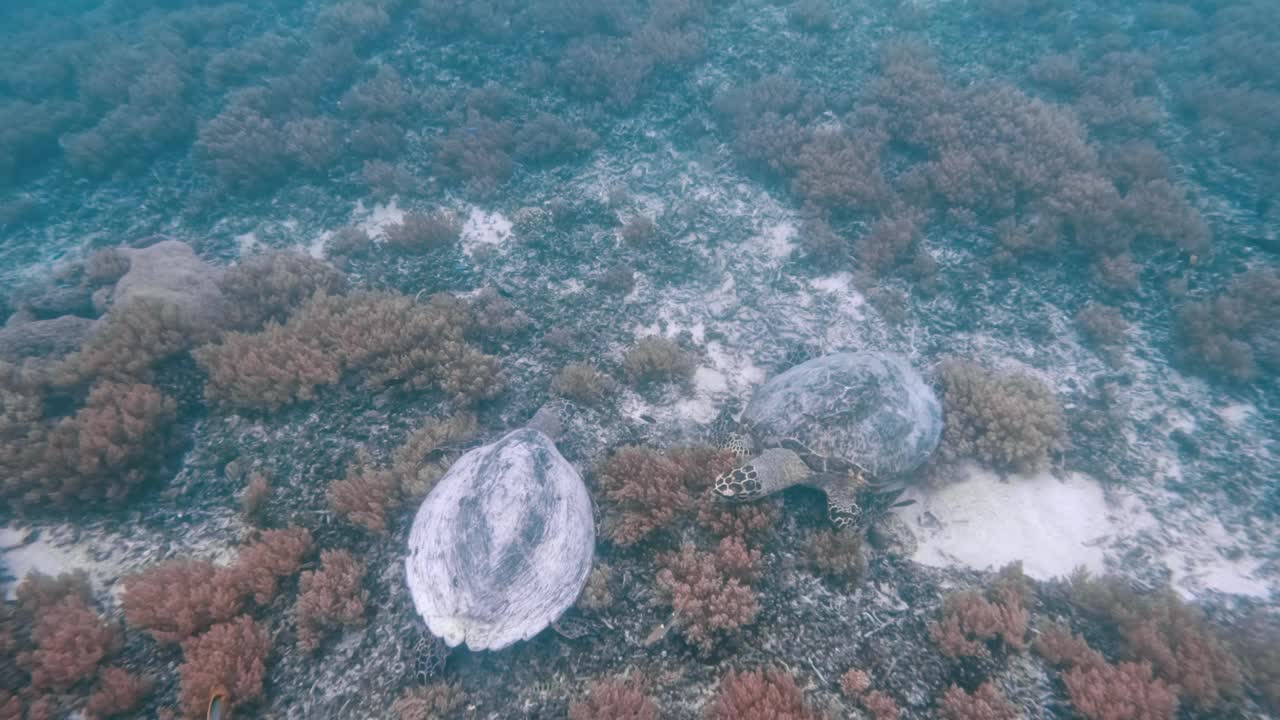 野生动物海龟在珊瑚水域游泳。美丽的玳瑁海龟在户外海洋国家公园。在Coast Sun Clear查看Chelonia Mydas。自然生物多样性亚洲动物。深夏冒险视频素材