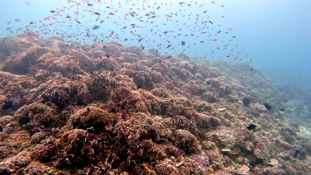 美丽的水下彩色热带珊瑚礁和海鱼。探索海洋中的野生动物风景。平静的海洋浮潜在亚洲珊瑚礁。明亮充满活力的生物多样性海洋动植物深度世界视频素材