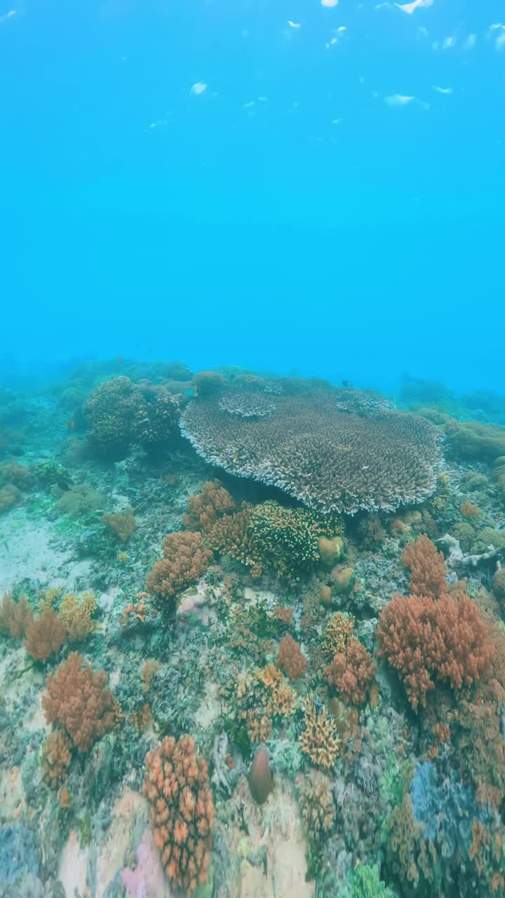 美丽的水下彩色热带珊瑚礁和海鱼。探索海洋中的野生动物风景。在亚洲珊瑚礁平静的海洋浮潜。明亮充满活力的生物多样性海洋动植物深度世界视频素材