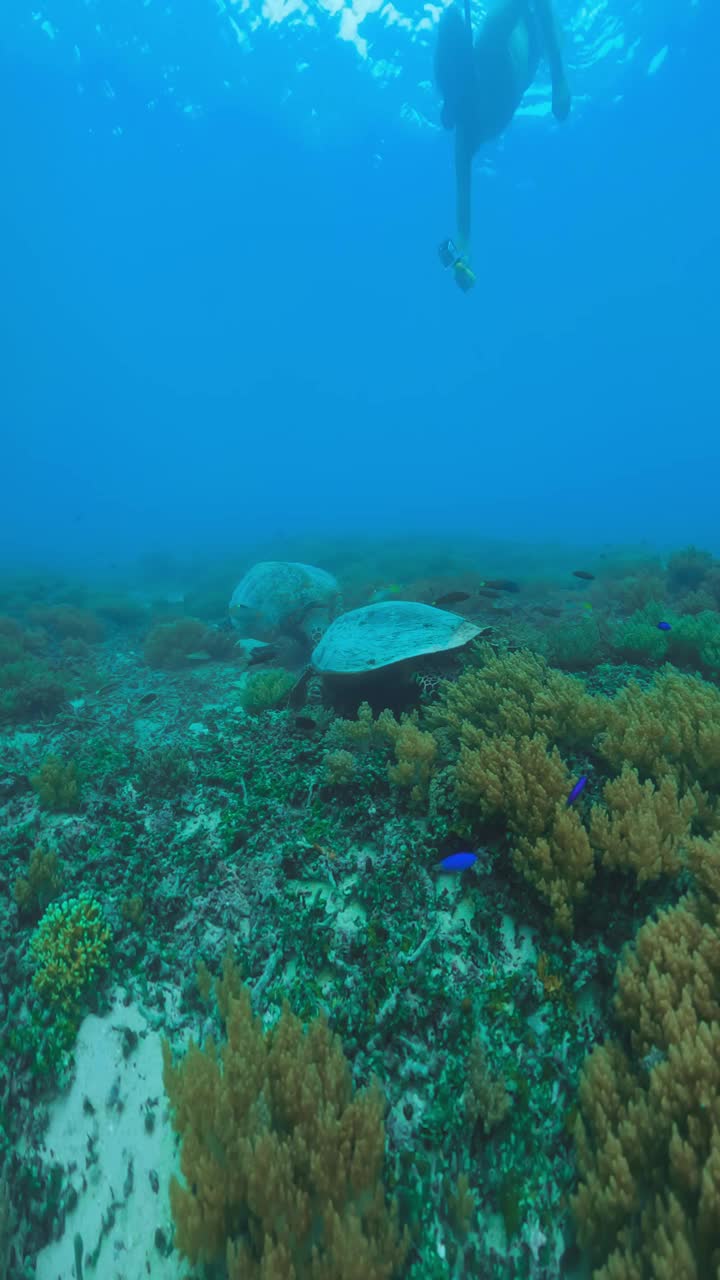 美丽的海龟在野生水域潜水海洋特写。户外海洋国家公园里的绿海龟。在蓝色清澈的水中观看切洛尼亚米达斯。亚洲动物的自然生物多样性。深夏冒险视频素材