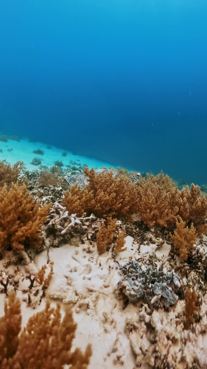 美丽的海龟在野生水域潜水海洋特写。户外海洋国家公园里的绿海龟。在蓝色清澈的水中观看切洛尼亚米达斯。亚洲动物的自然生物多样性。深夏冒险视频素材