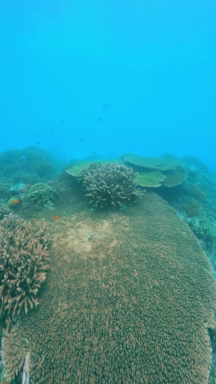 美丽的水下彩色热带珊瑚礁和海鱼。探索海洋中的野生动物风景。在亚洲珊瑚礁平静的海洋浮潜。明亮充满活力的生物多样性海洋动植物深度世界视频素材