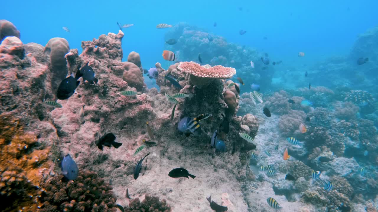 美丽的水下彩色热带珊瑚礁和海鱼。探索海洋中的野生动物风景。平静的海洋浮潜在亚洲珊瑚礁。明亮充满活力的生物多样性海洋动植物深度世界视频素材