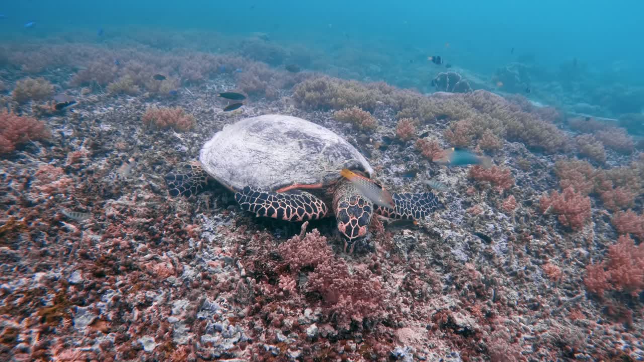 美丽的海龟在野生水域游泳海洋特写。在户外海洋国家公园的玳瑁龟。查看Chelonia Mydas蓝色清水。亚洲动物的自然生物多样性。深夏冒险视频素材