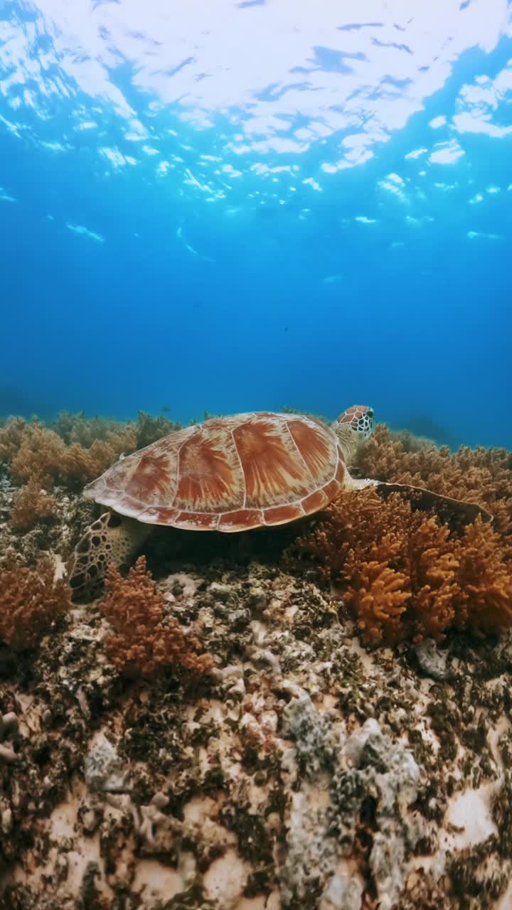 美丽的海龟在野生水域潜水海洋特写。户外海洋国家公园里的绿海龟。在蓝色清澈的水中观看切洛尼亚米达斯。亚洲动物的自然生物多样性。深夏冒险视频素材