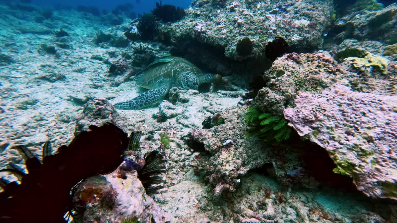 美丽的海龟在狂野的海水中睡觉。户外海洋国家公园里的绿海龟。在海岸阳光清澈的海水中观看Chelonia Mydas。亚洲动物的自然生物多样性。不深的夏日冒险视频素材