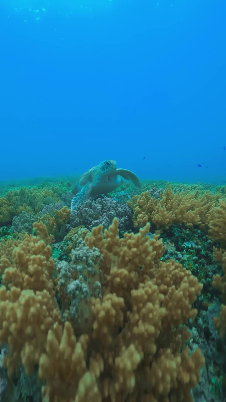 美丽的海龟在野生水域潜水海洋特写。户外海洋国家公园里的绿海龟。在蓝色清澈的水中观看切洛尼亚米达斯。亚洲动物的自然生物多样性。深夏冒险视频素材