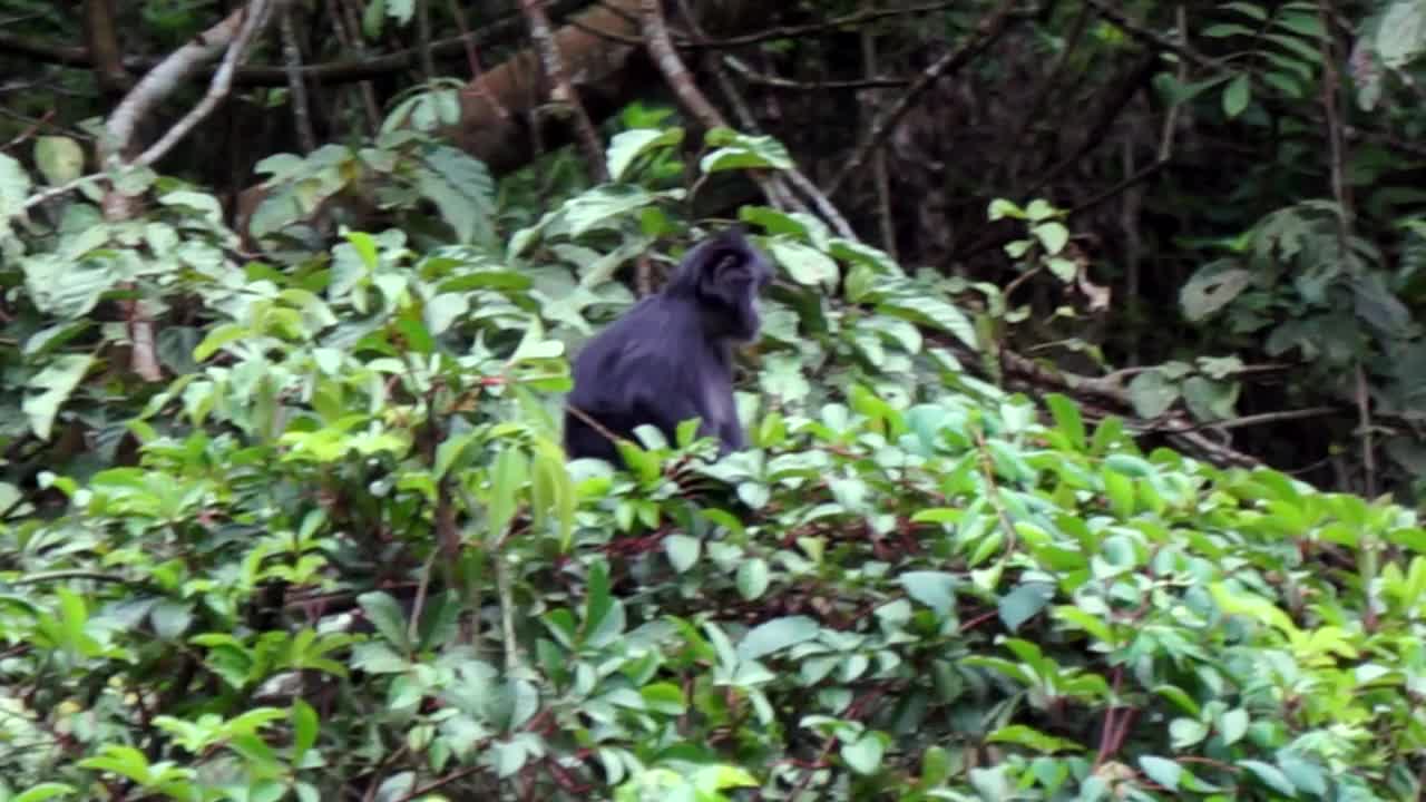 东爪哇叶猴(Trachypithecus auratus，黑叶猴，爪哇叶猴，爪哇叶猴)。它在爪哇岛以及印度尼西亚周围的几个岛屿上被发现视频下载