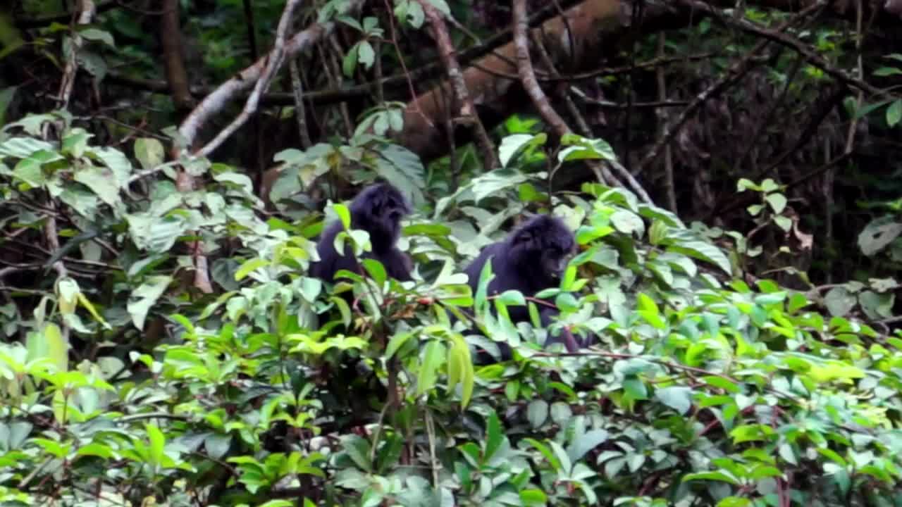 东爪哇叶猴(Trachypithecus auratus，黑叶猴，爪哇叶猴，爪哇叶猴)。它在爪哇岛以及印度尼西亚周围的几个岛屿上被发现视频素材