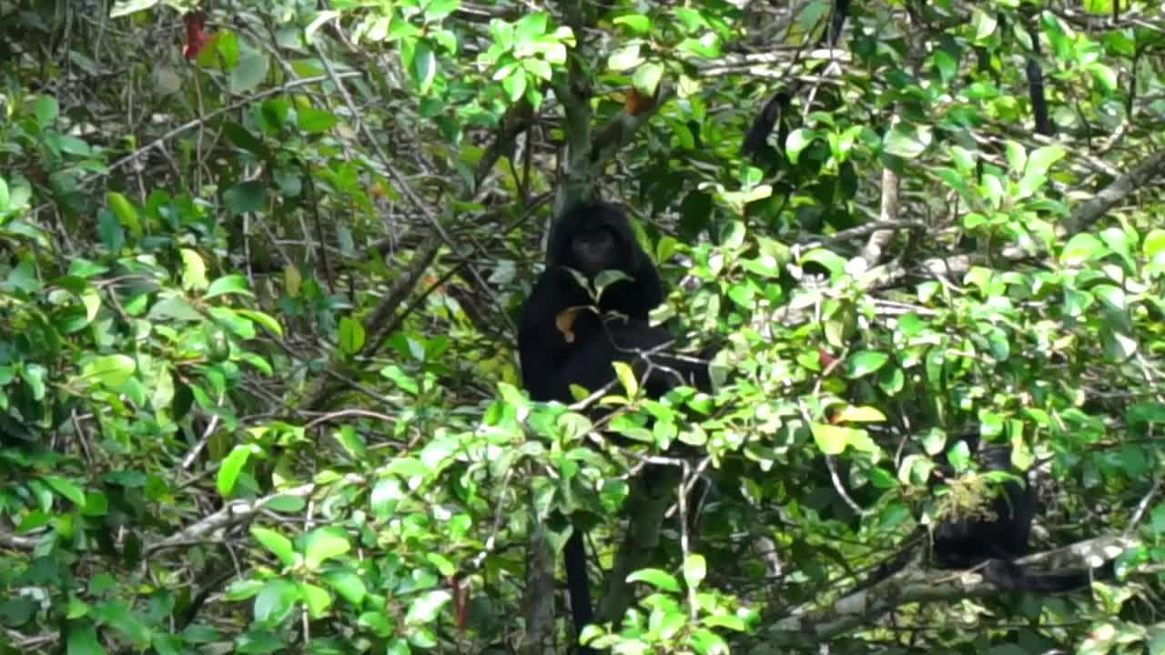 东爪哇叶猴(Trachypithecus auratus，黑叶猴，爪哇叶猴，爪哇叶猴)。它在爪哇岛以及印度尼西亚周围的几个岛屿上被发现视频素材