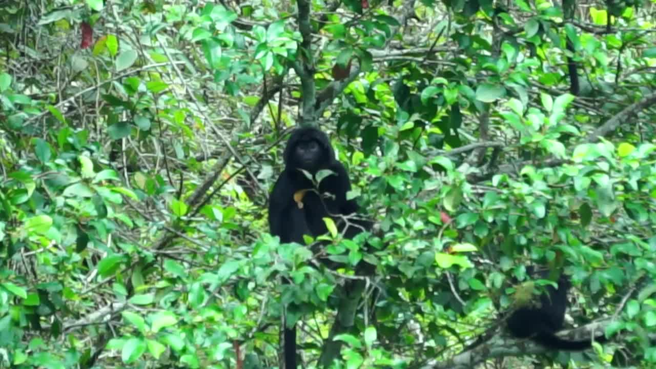 东爪哇叶猴(Trachypithecus auratus，黑叶猴，爪哇叶猴，爪哇叶猴)。它在爪哇岛以及印度尼西亚周围的几个岛屿上被发现视频下载