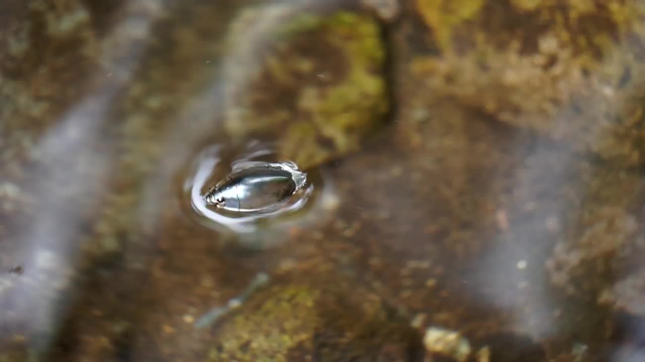 旋光甲虫(水甲虫)。在不受干扰的情况下通常在水面上游动的Gyrinidae科视频下载