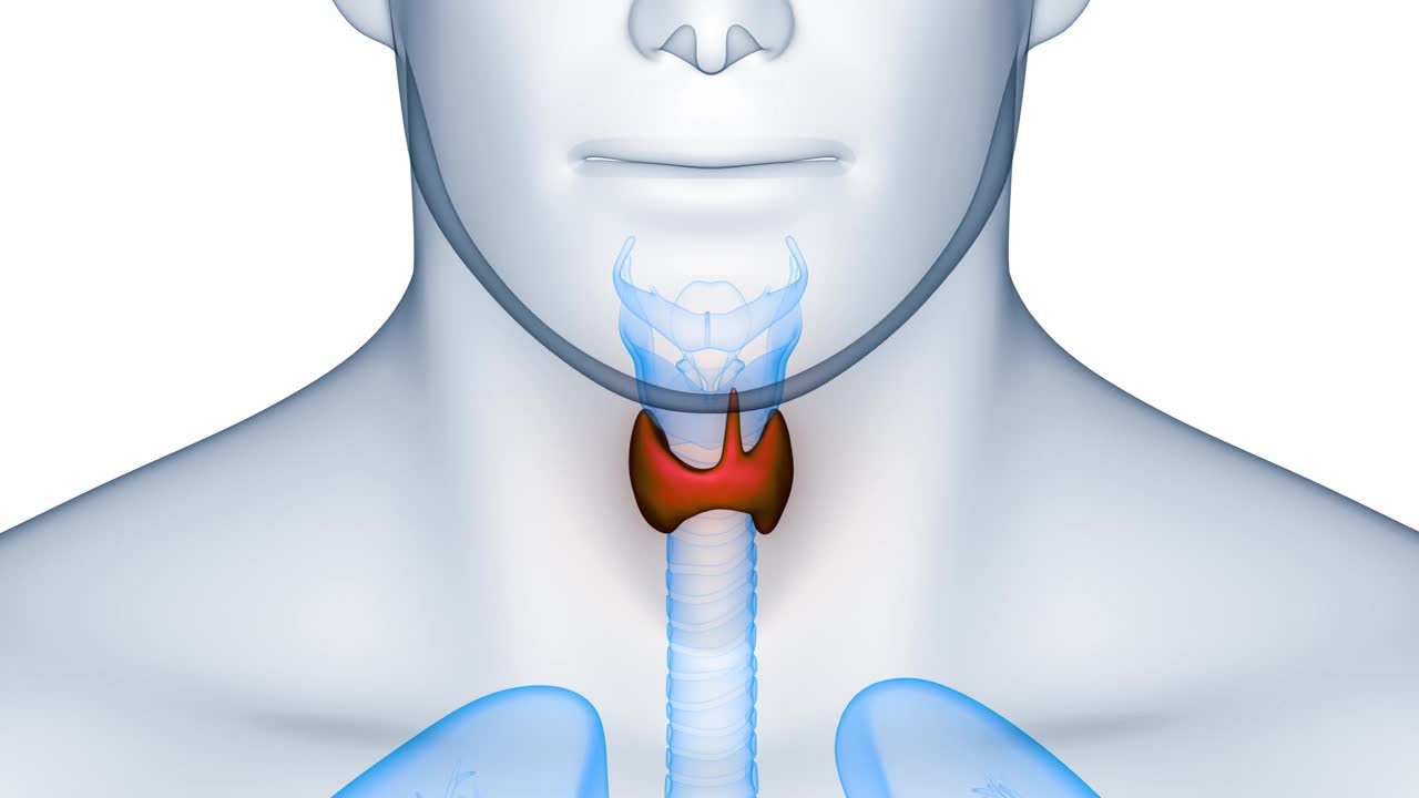 人体腺体甲状腺解剖动画概念视频下载