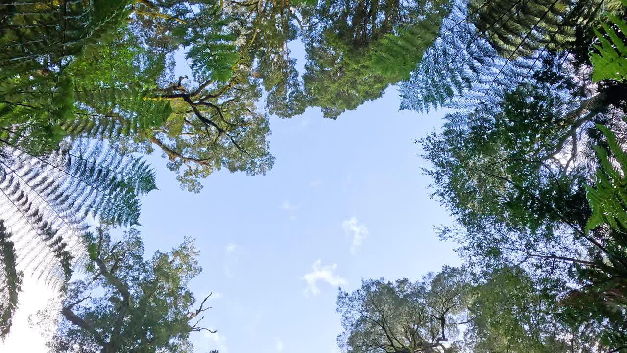 穿过雨林树冠的天空视频素材