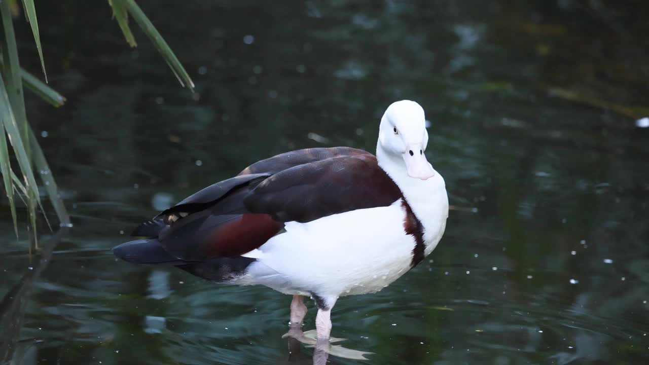 Radjah Shelduck涉水视频素材