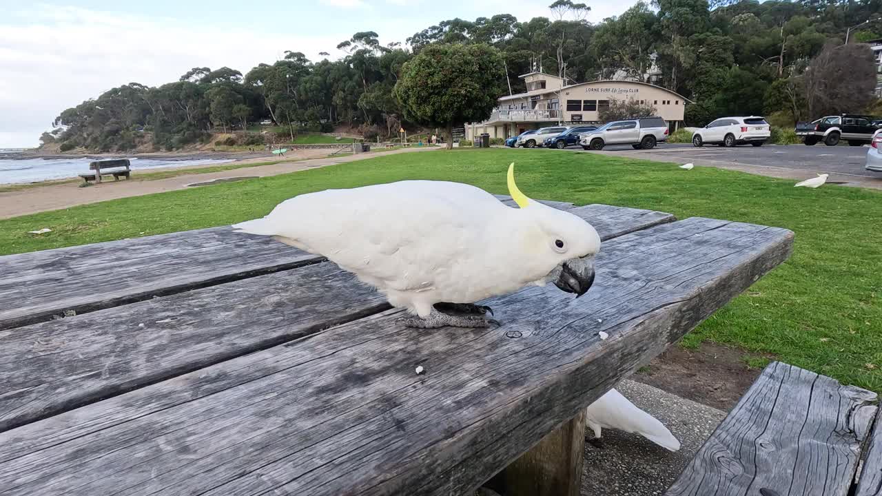 鹦鹉在野餐桌上吃东西视频素材