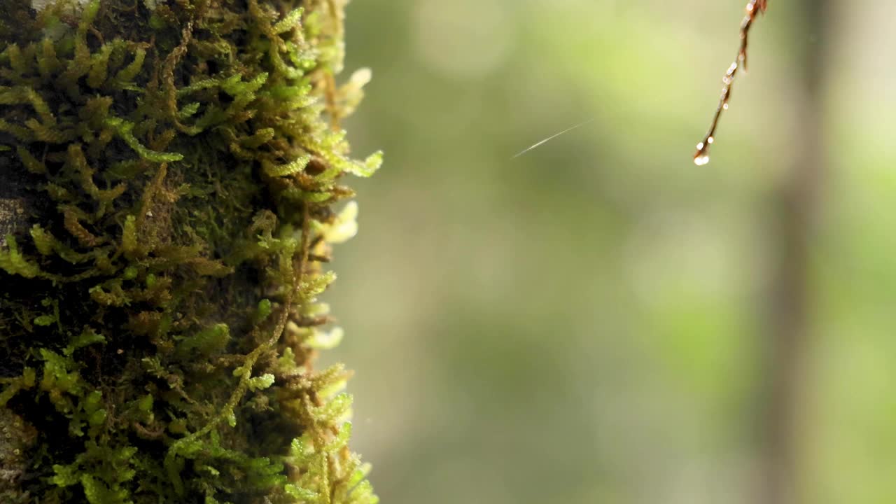 雨林中长满苔藓的树视频素材