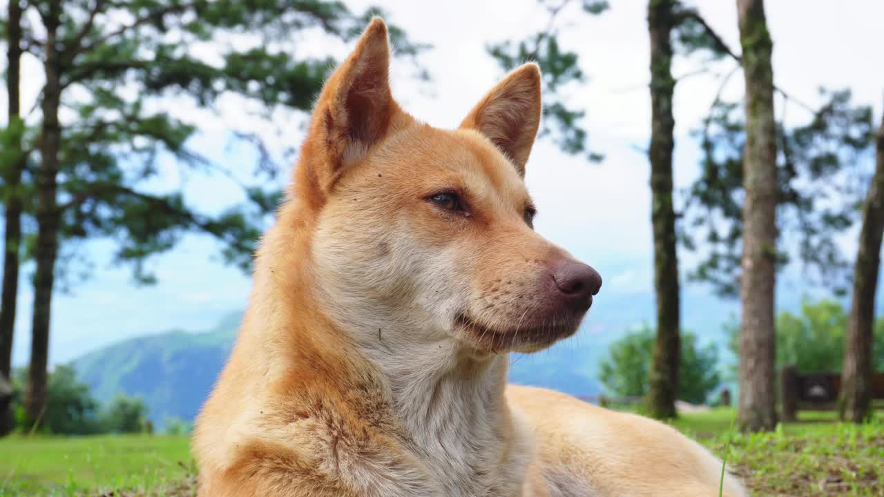 可爱的棕色短毛狗躺在草地上在一个春天的早晨。视频下载