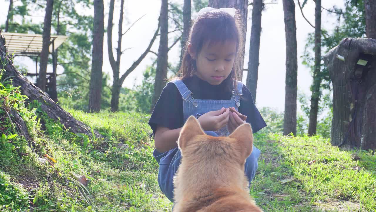 小女孩拿着狗零食，在公园里训练她的狗坐着。小女孩在后院和一只可爱的小狗玩耍。视频下载