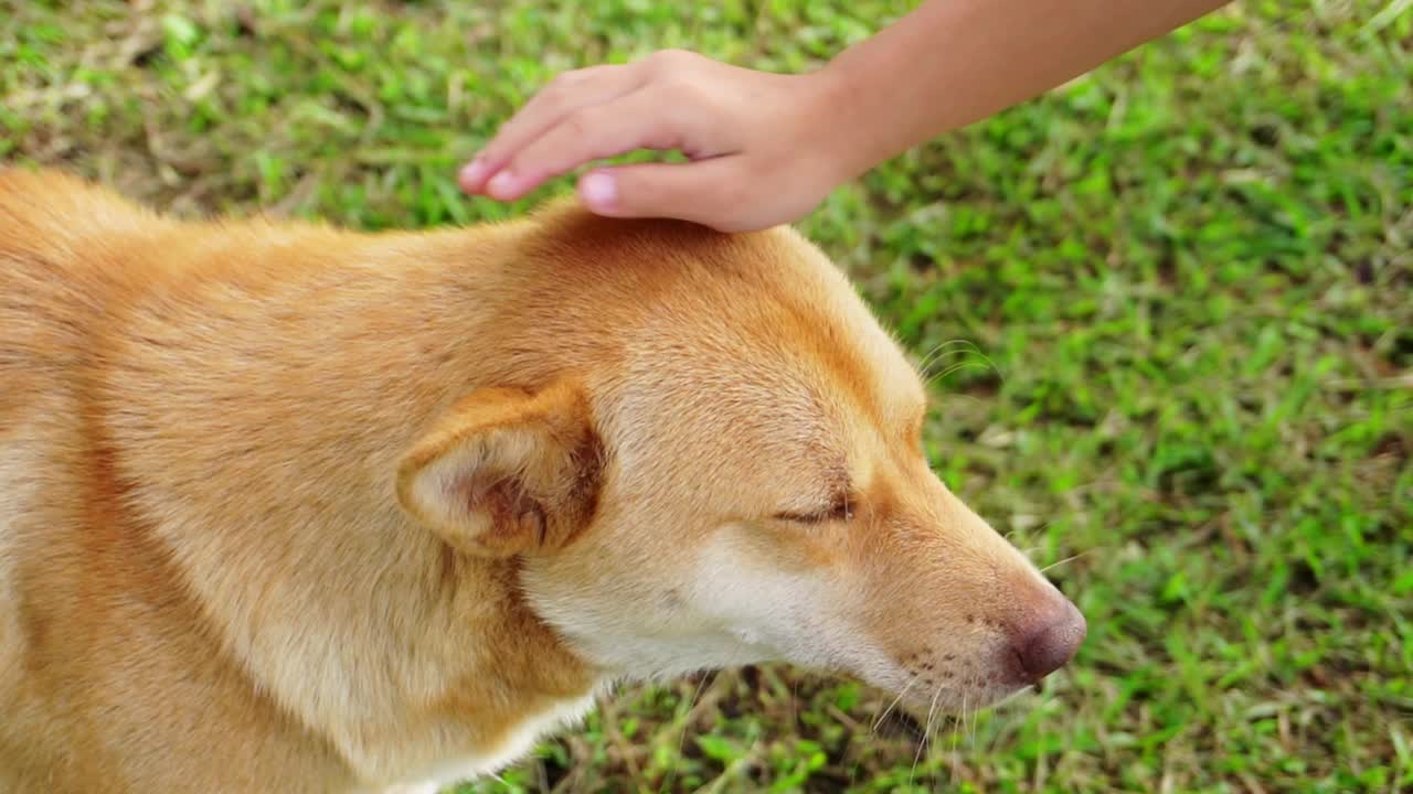 小女孩温柔而友好地抚摸着她的狗狗的头。一个孩子在公园里和一只可爱的狗玩耍。动物保健。视频下载