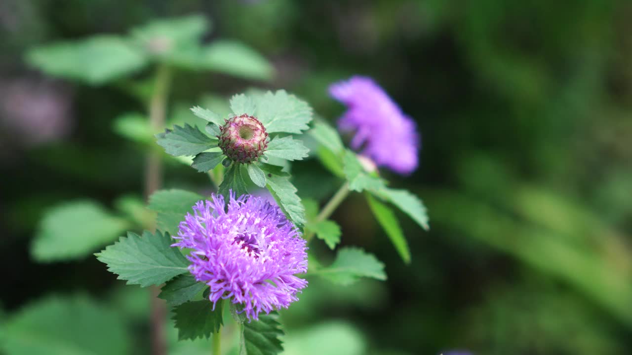 巴西芋花视频素材