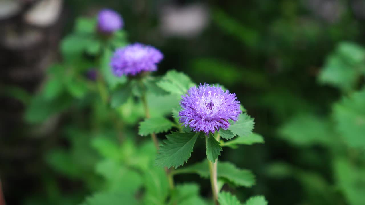 美丽的花穿山甲视频素材