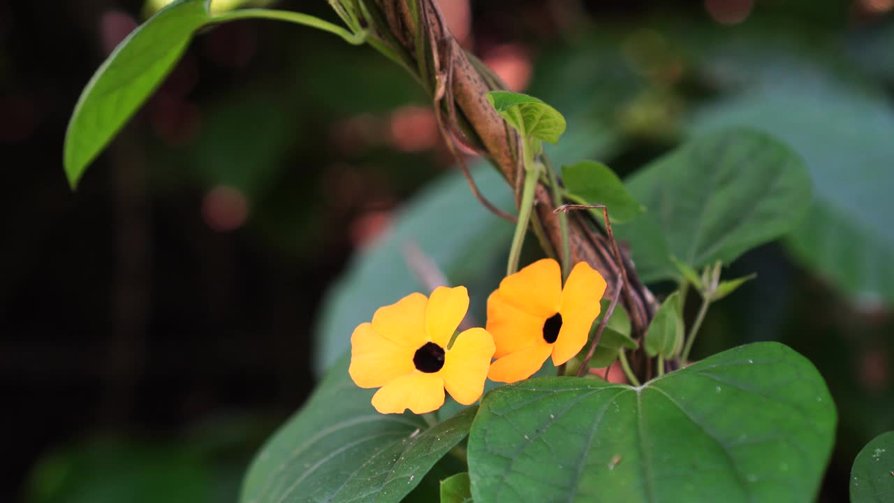 黄连花盛开视频素材