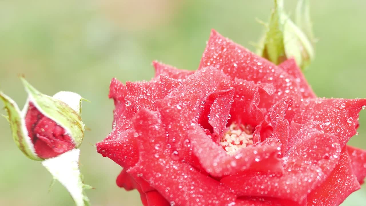 红玫瑰的俯视图。玫瑰和水滴的特写。红玫瑰花瓣与雨滴特写。红玫瑰。天然红玫瑰背景视频素材